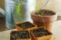 asparagus seedlings in pots