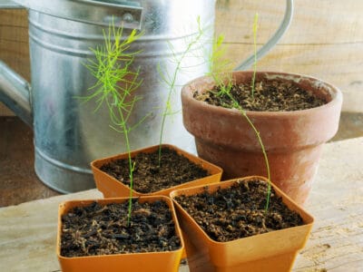 A Asparagus Seeds: How to Patiently Grow This Delicious Vegetable