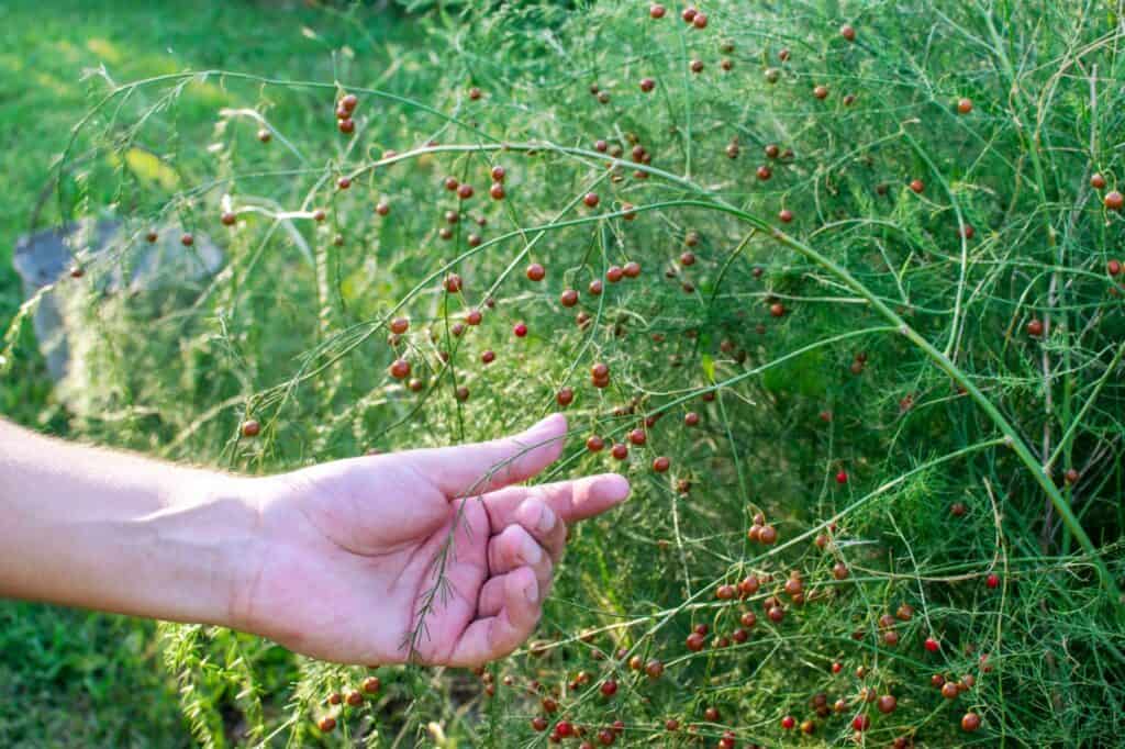 asparagus seeds