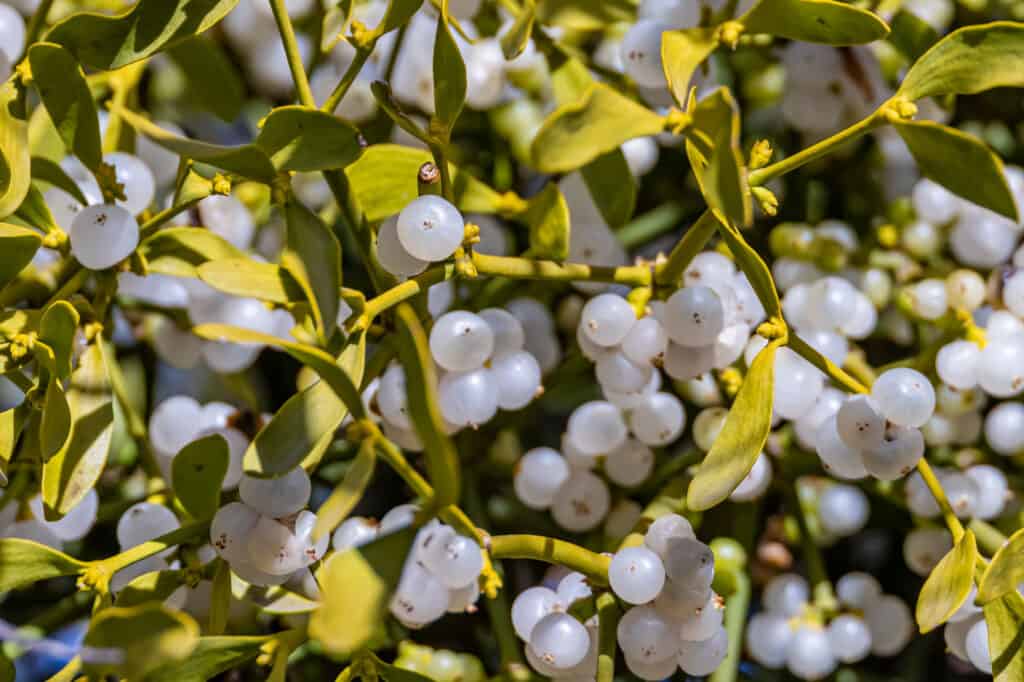 Poisonous Berries