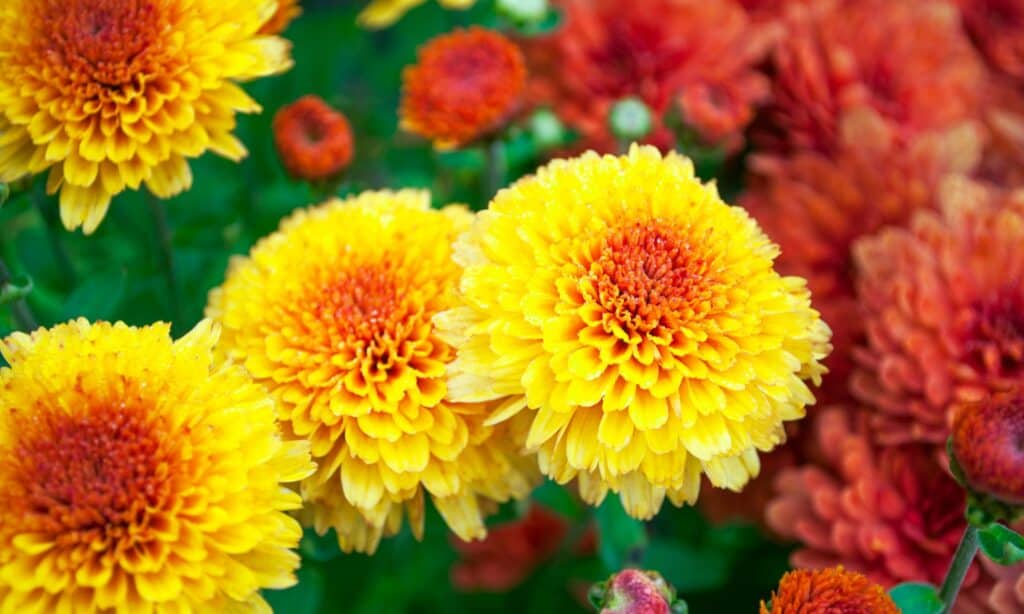 Chrysanthemums express condolences and comfort in sorrow. 