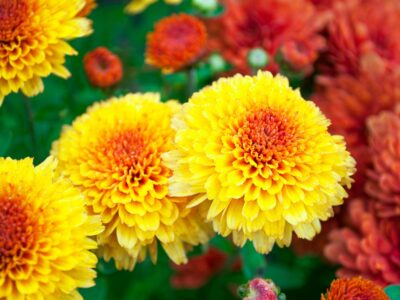 A Chrysanthemum Morifolium Plant: Planting and Caring Tips
