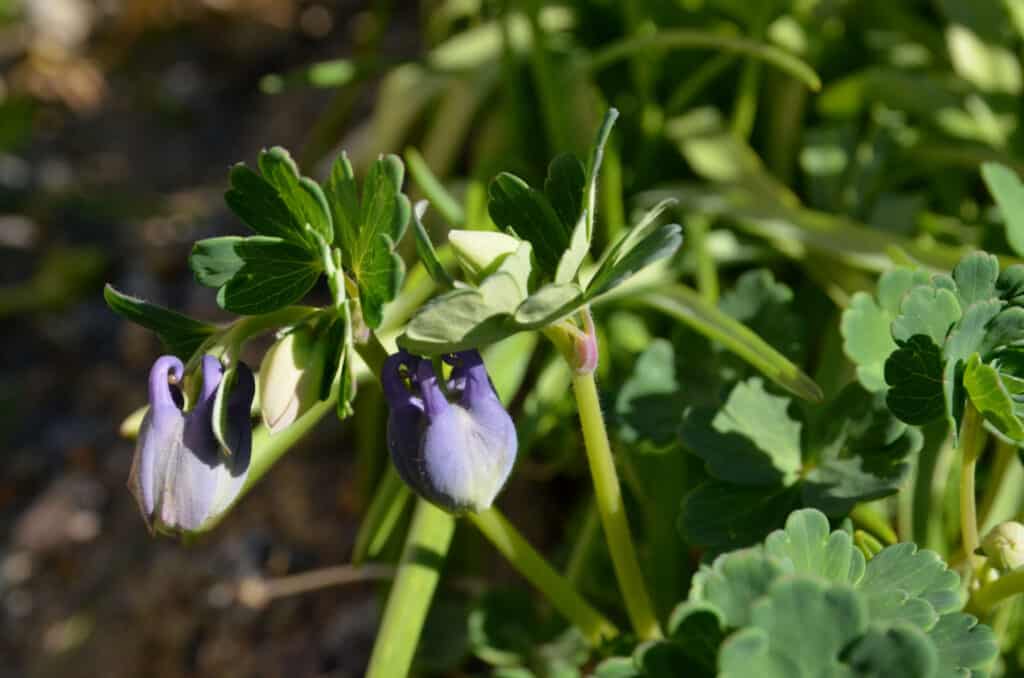 Columbine leaves turning purple