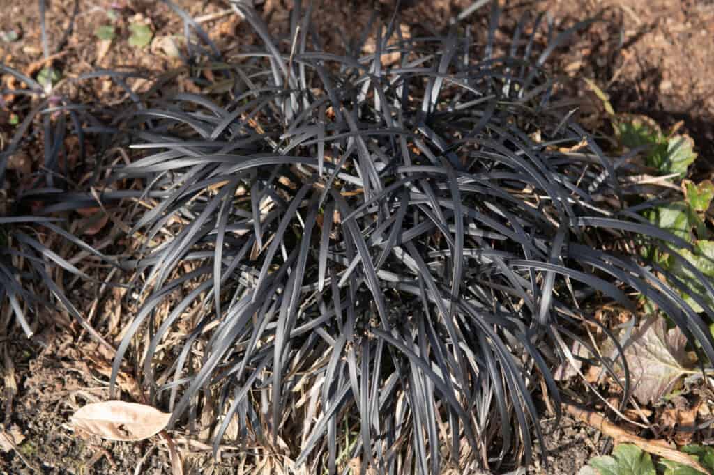 black mondo grass growing in garden