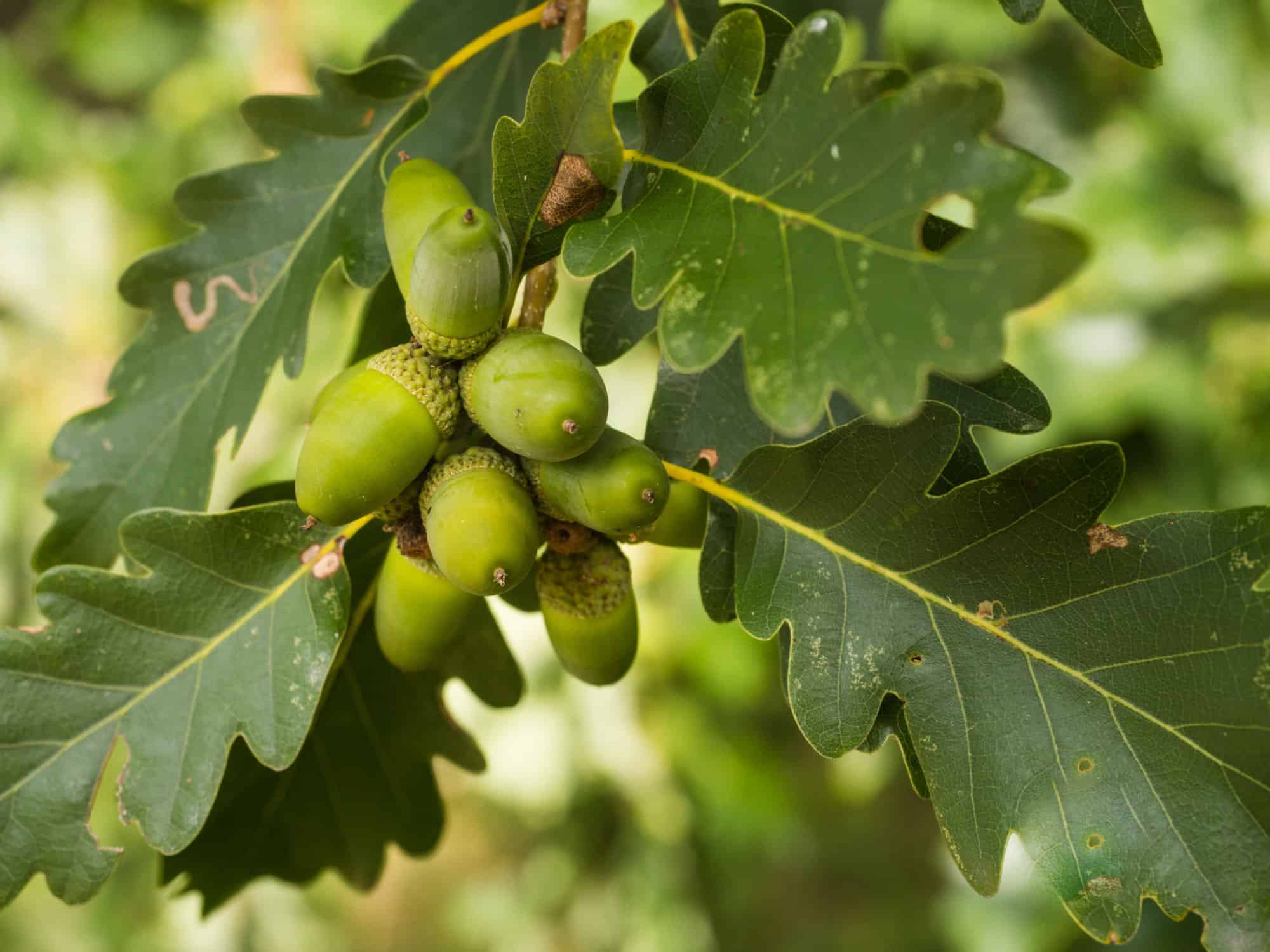 sessile oak leaves and acorns