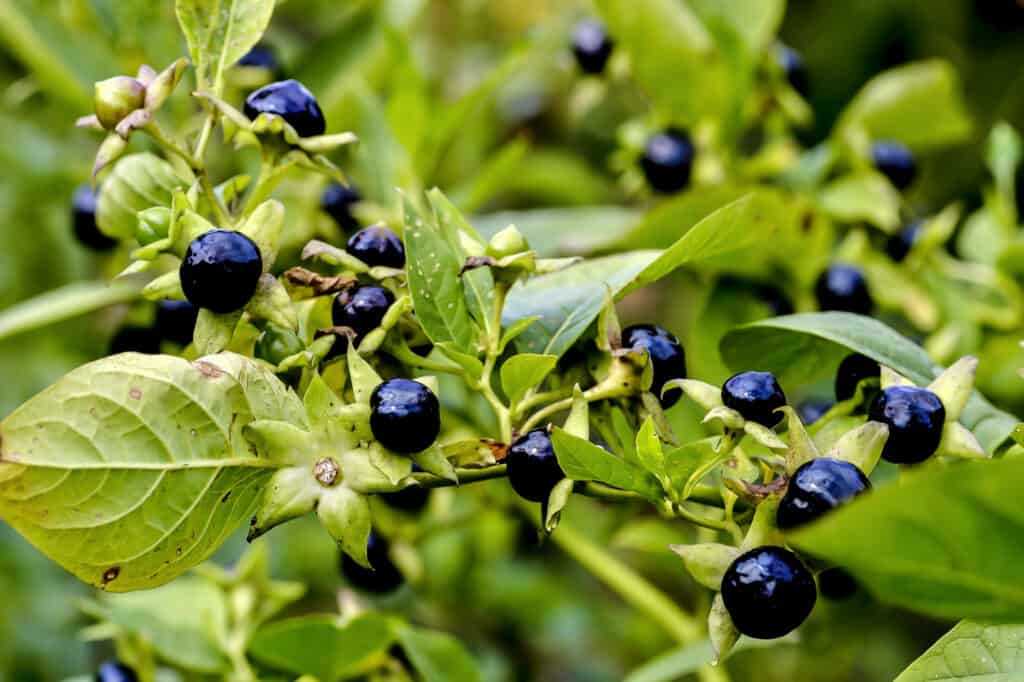 Poisonous Berries