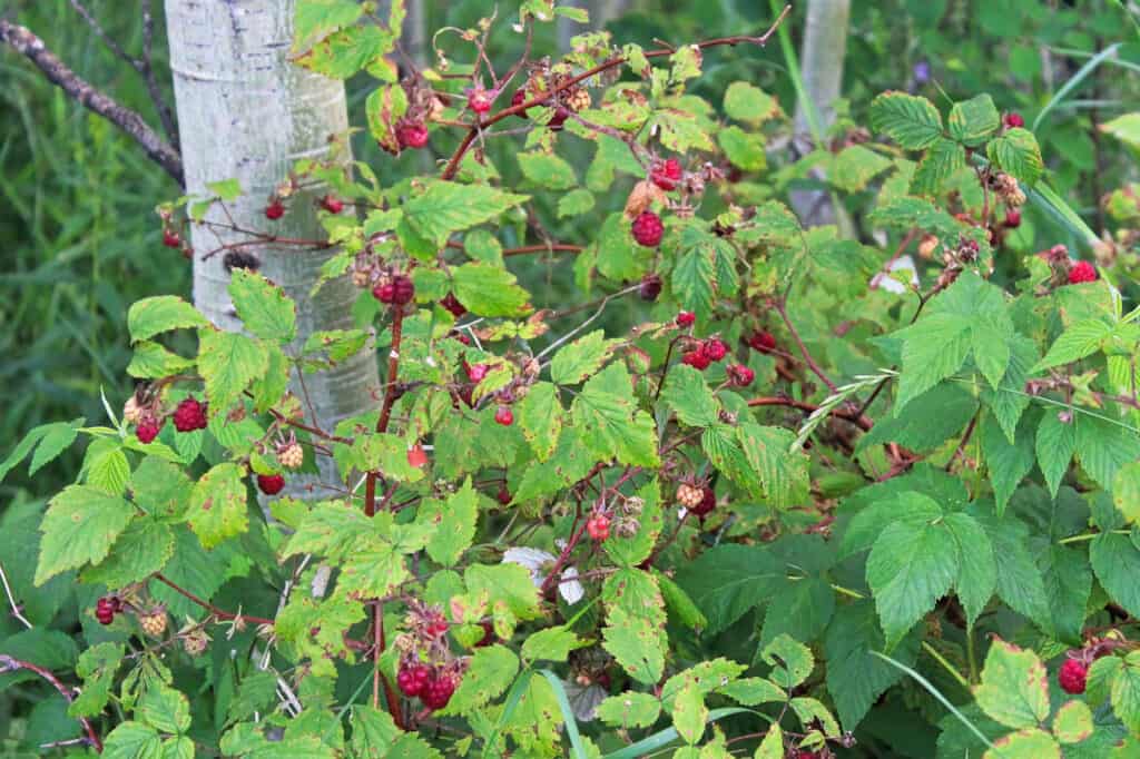 wild raspberry bramble