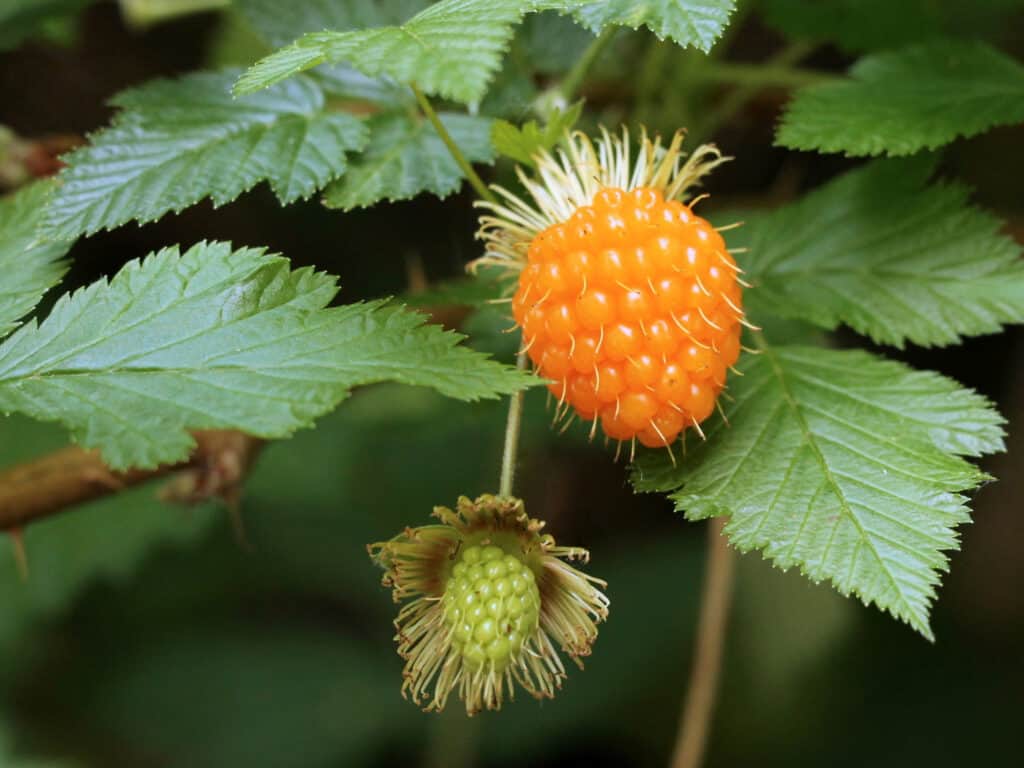 Salmonberries grow in certain areas near the Kuskokwim River.