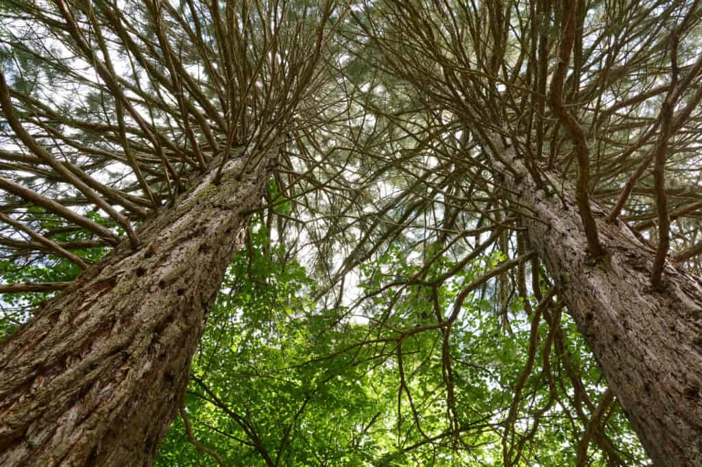 coast redwood trees are native to California 