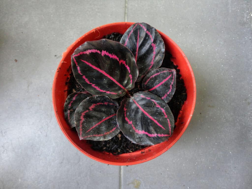 potted black calathea plant