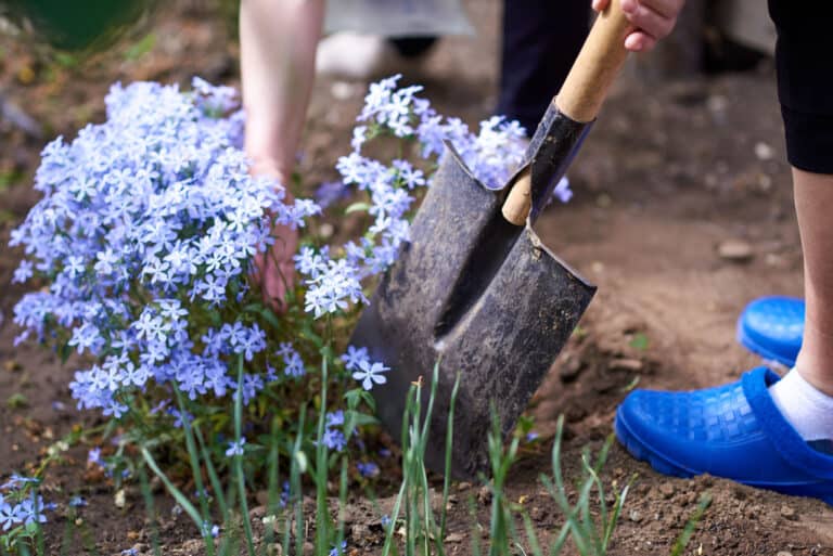 creeping phlox transplanting