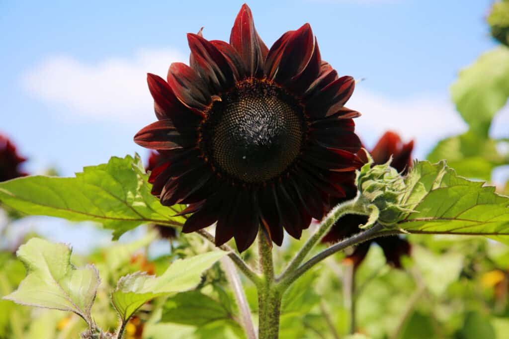 closeup moulin rouge sunflower, Plant these types in spring when the soil is 50°F or higher.