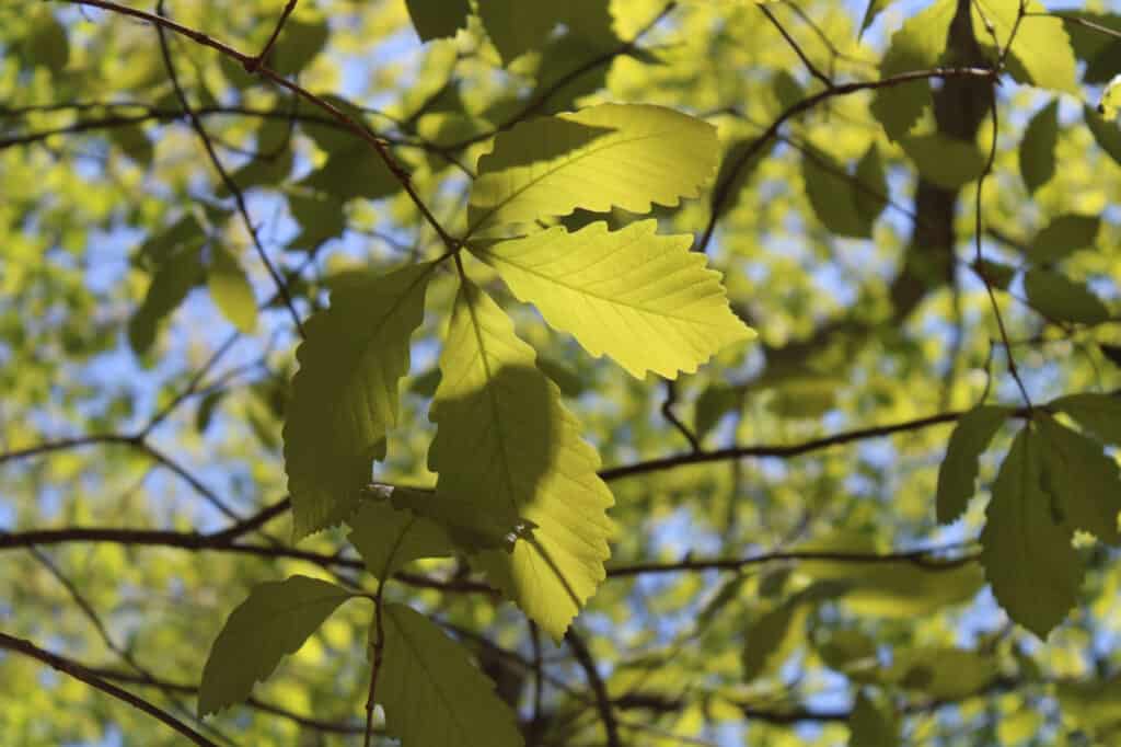 closeup chestnut oak leaves