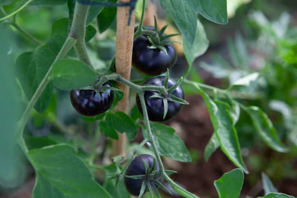 black beauty tomatoes in garden