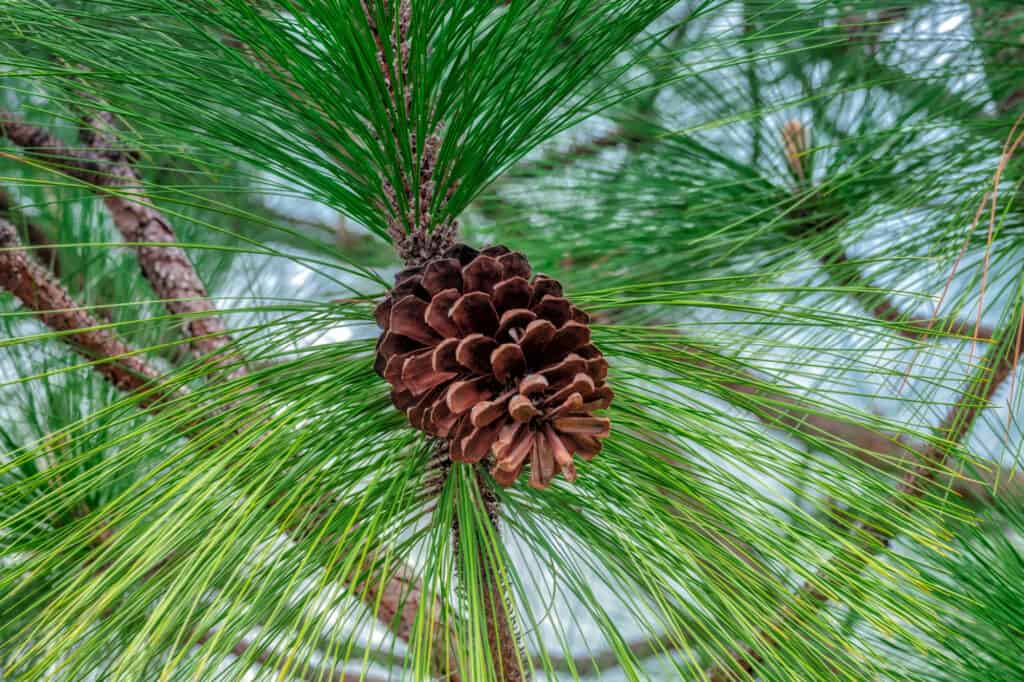 longleaf pine closeup