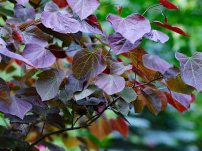 A Black Pearl Redbud vs. Forest Pansy Redbud