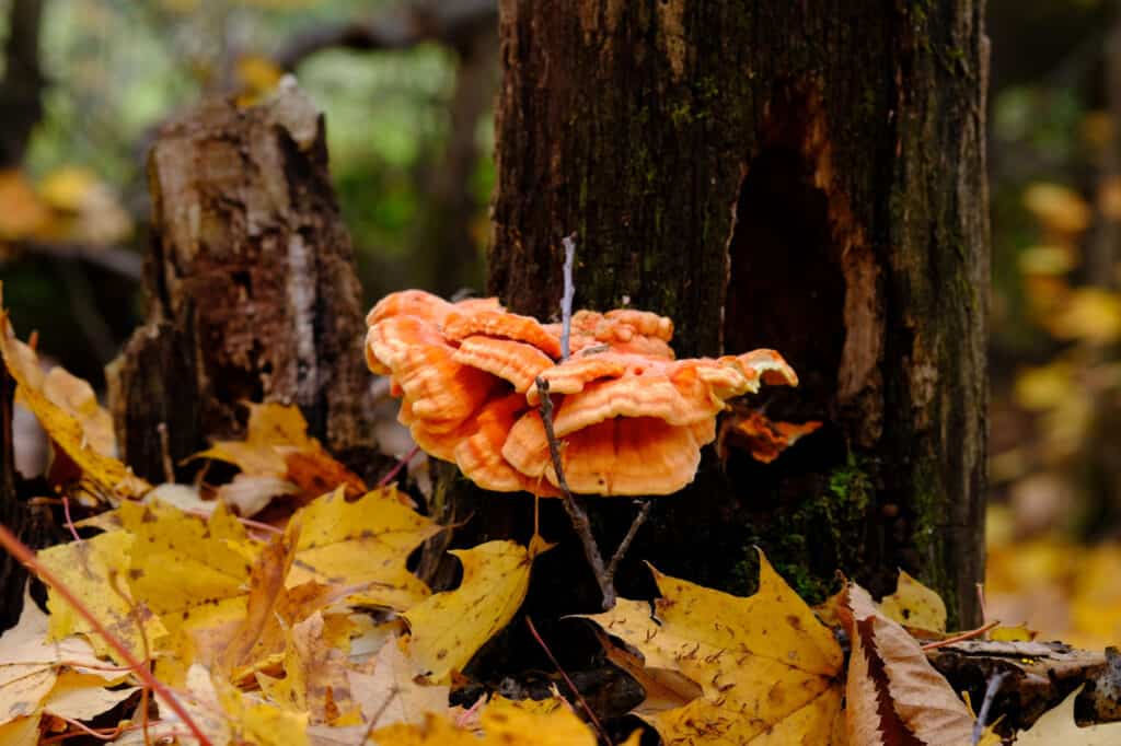 Chicken of the woods mushroom in fall forest