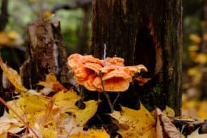 10 Wild Mushrooms Found in Summer photo