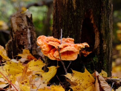 A 10 Wild Mushrooms Found in Summer
