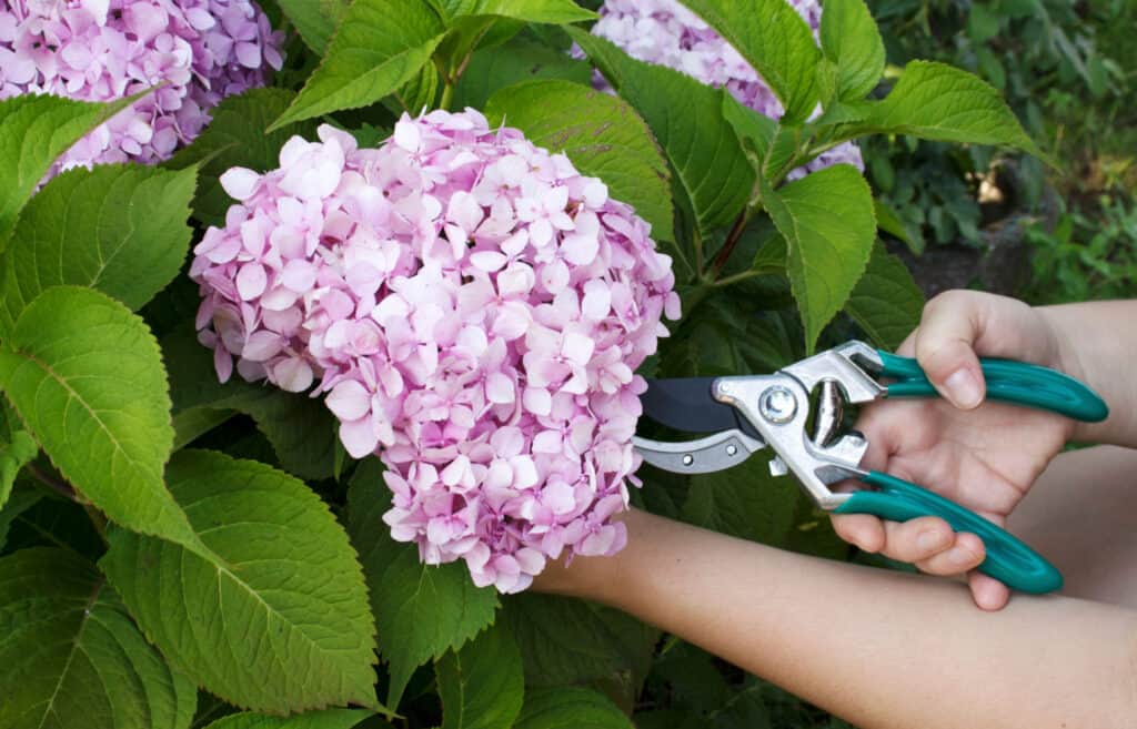 cutting hydrangea flower