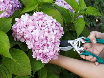 A Hydrangea Seeds: Experiment With This Popular Shrub!