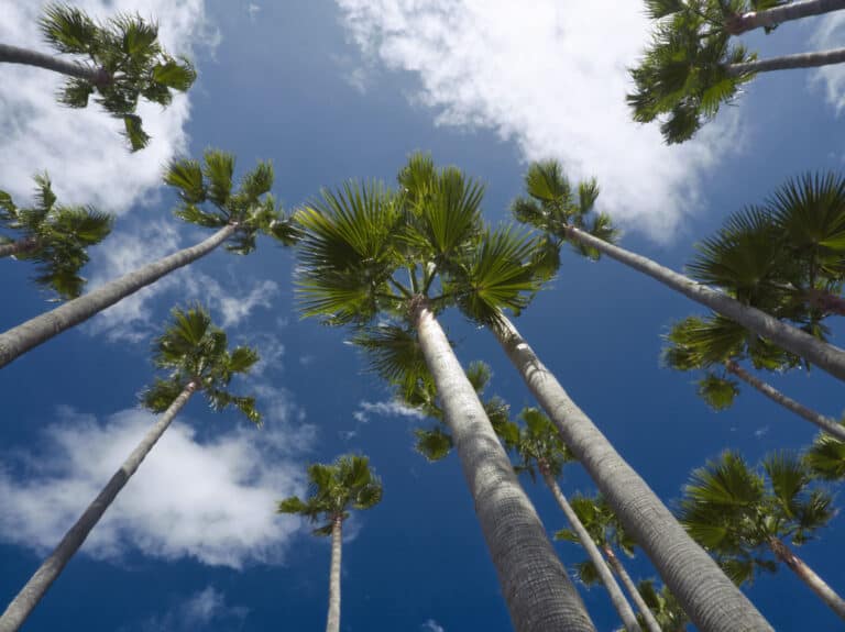 upward view of king palm trees