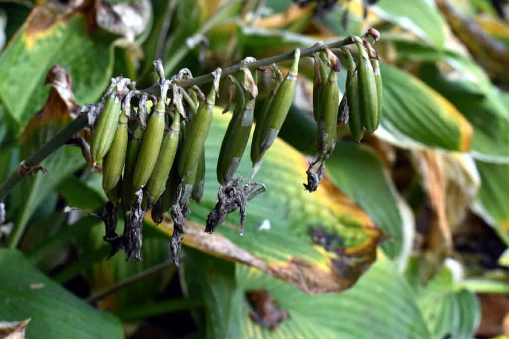 hosta seeds