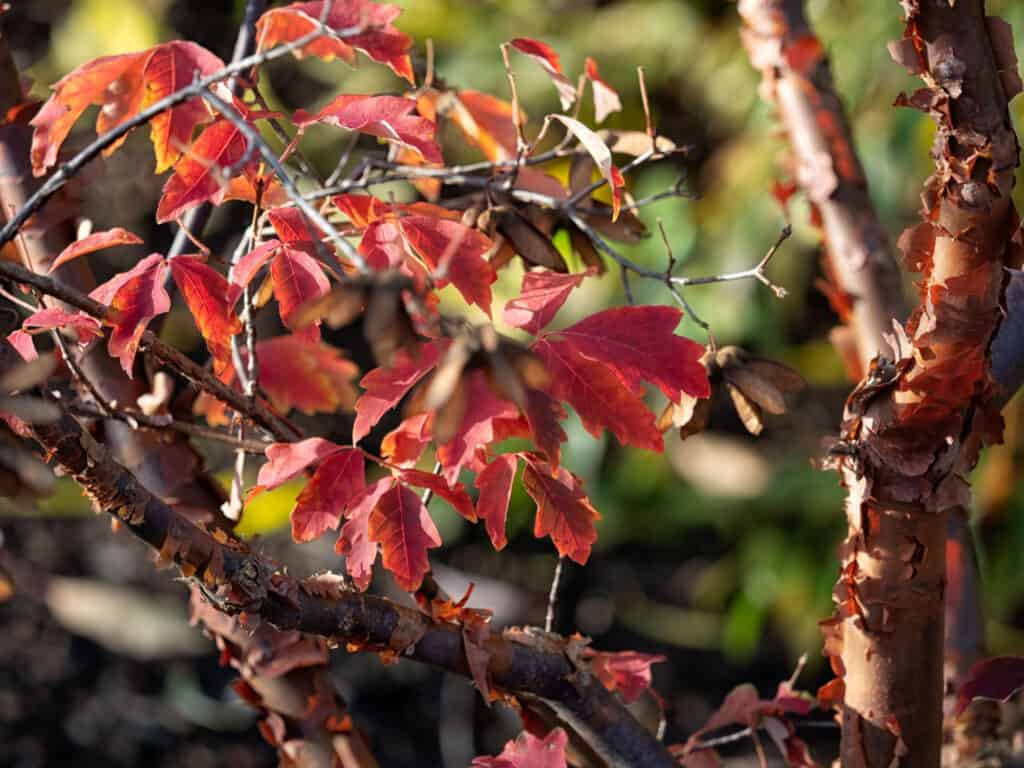 paperbark maple closeup