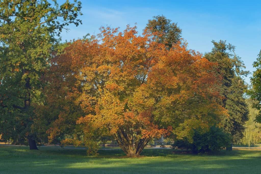 types of maple trees