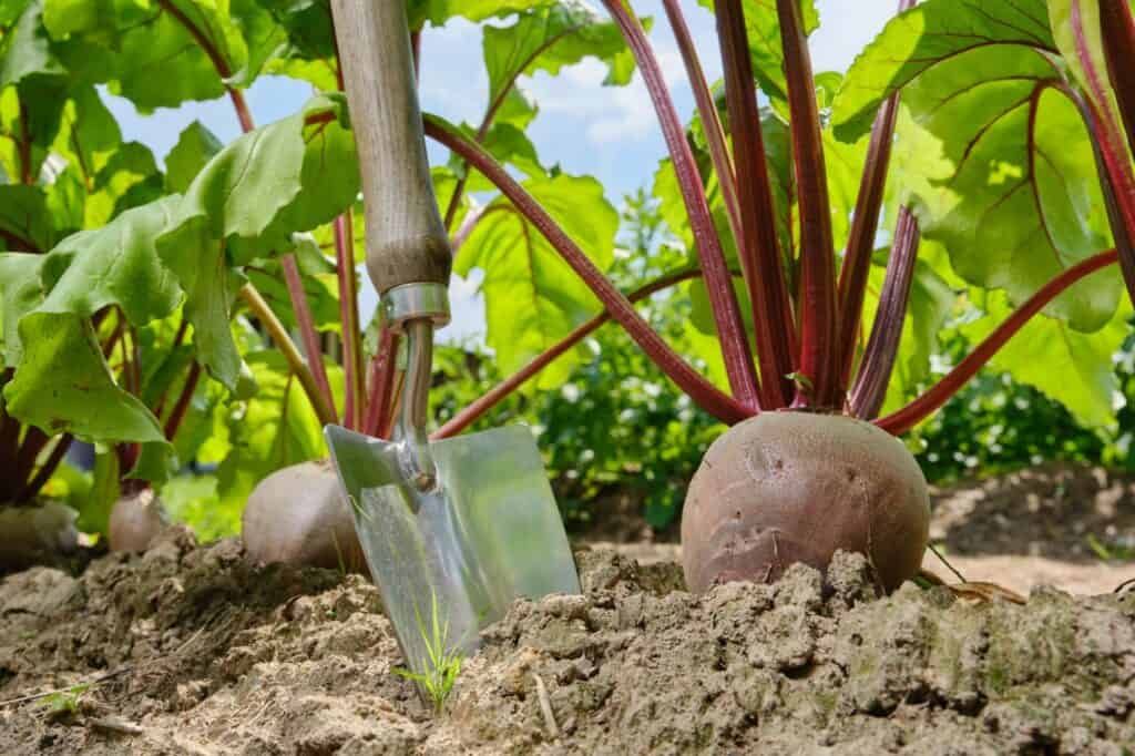 beet in garden with shovel