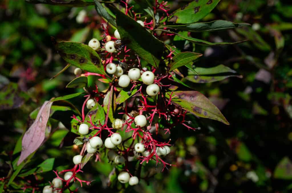 poison sumac berries on vine