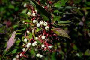 10+ Different Types of Poisonous Berries To Avoid At All Costs Picture