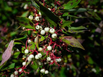 A 10+ Different Types of Poisonous Berries To Avoid At All Costs