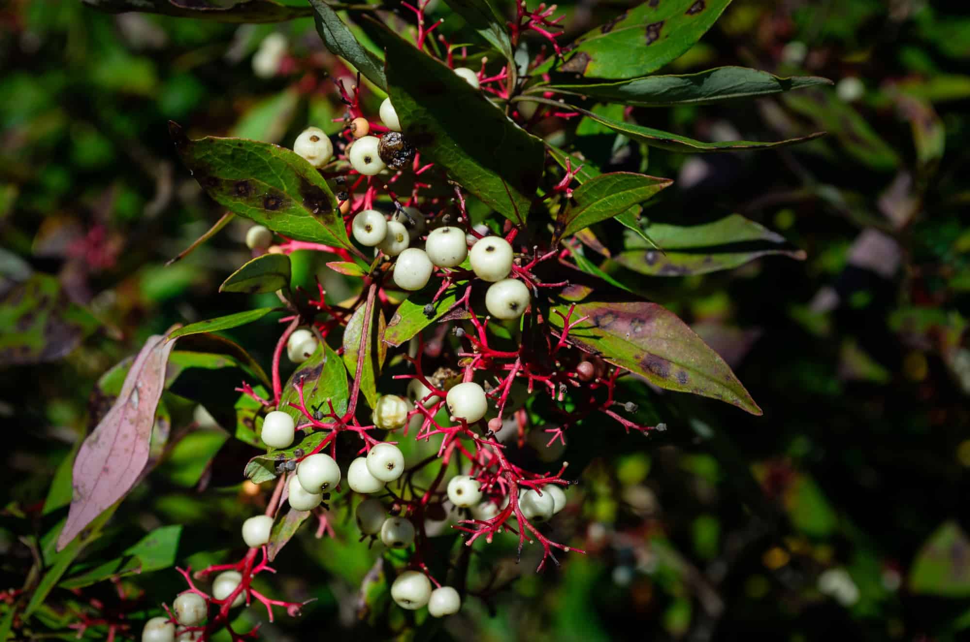 10+ Different Types of Poisonous Berries To Avoid At All Costs - A-Z Animals