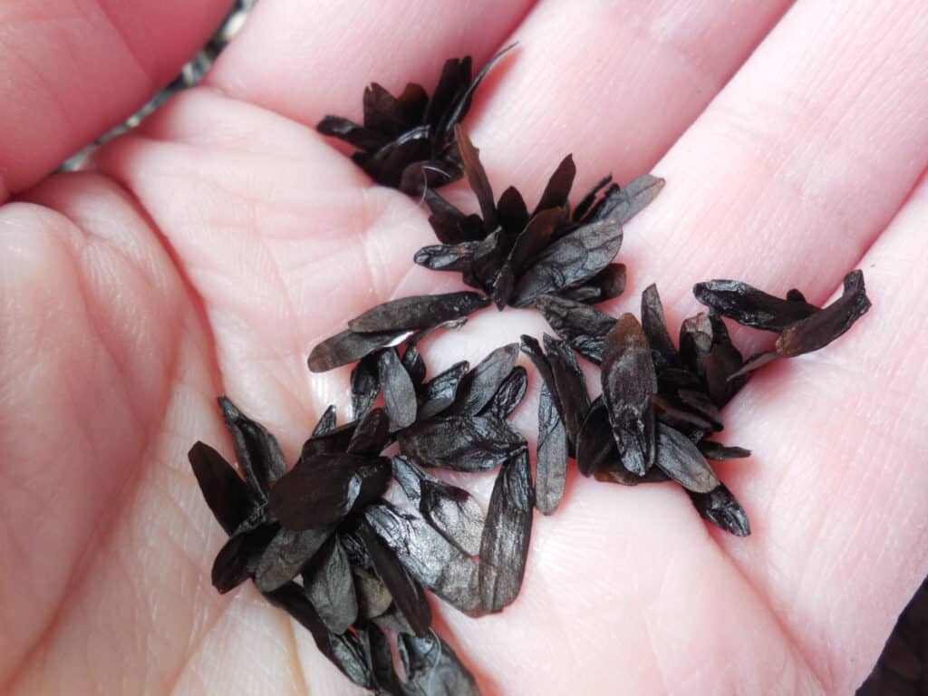 hosta seeds in palm