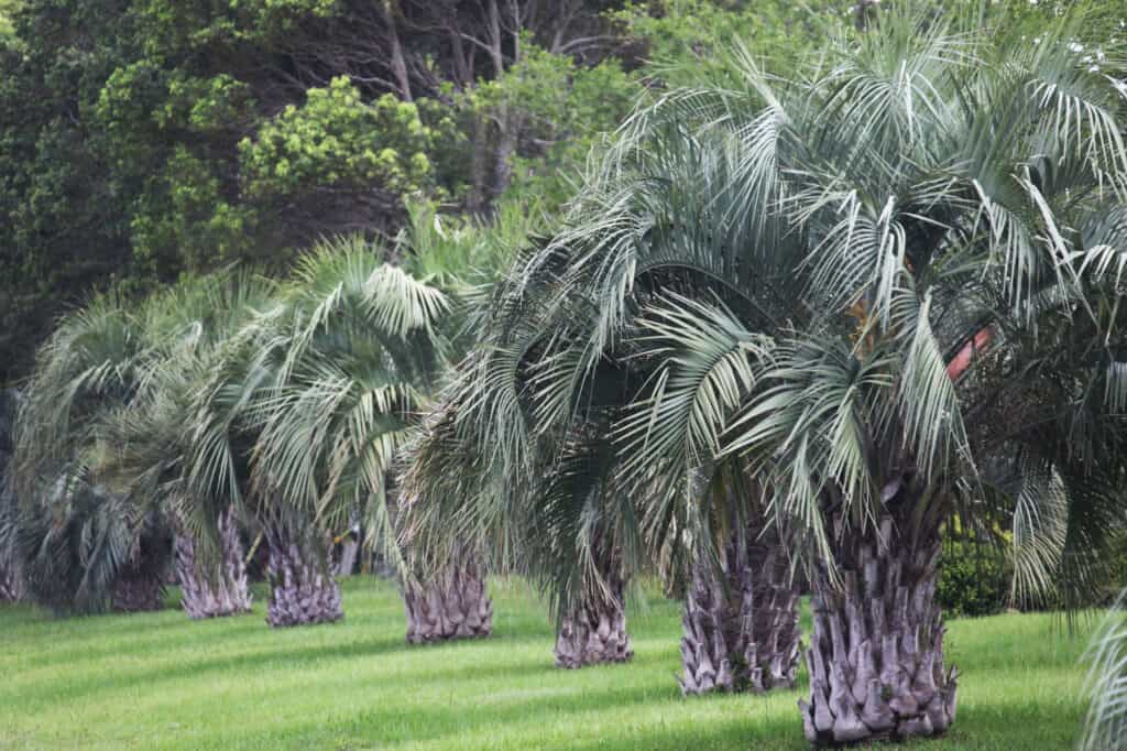 Types of Palm Trees