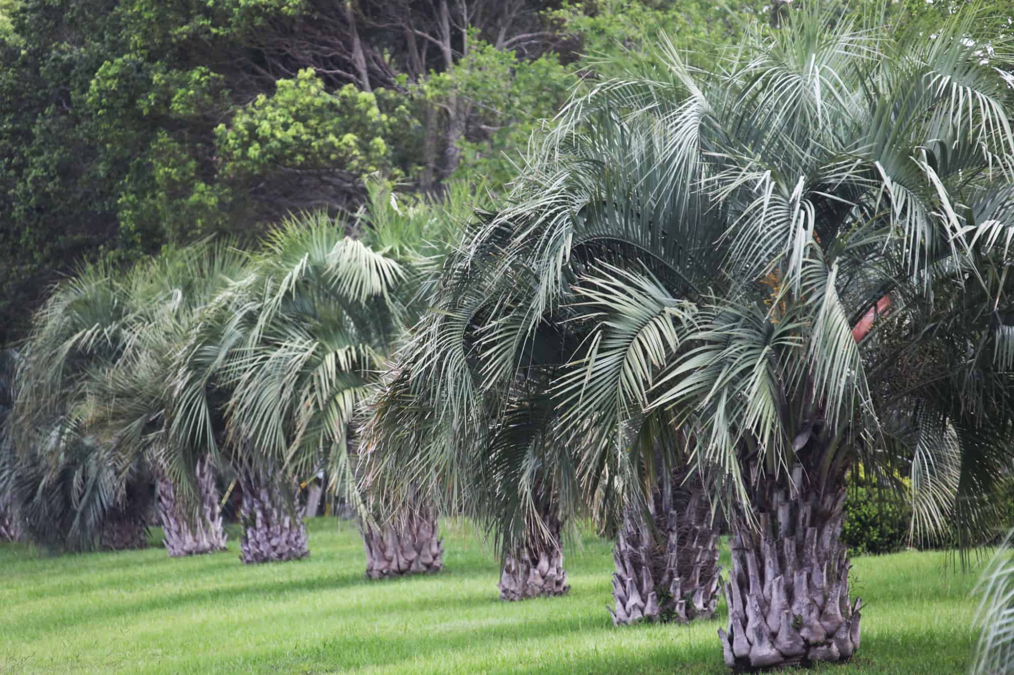 pindo palm grove