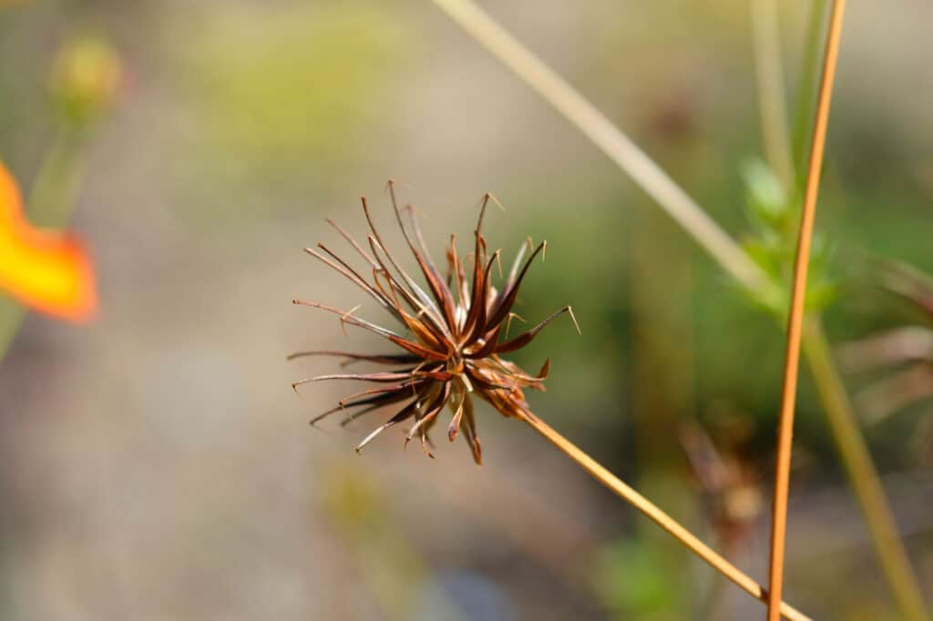 cosmos seeds