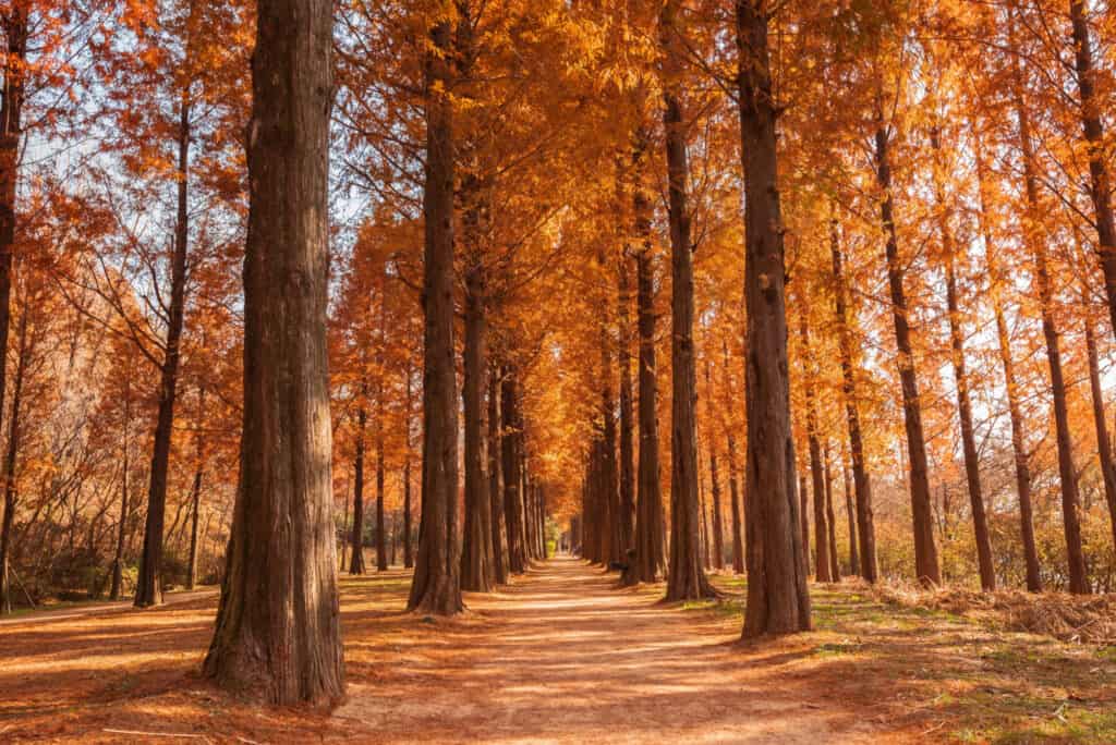 types of redwood trees