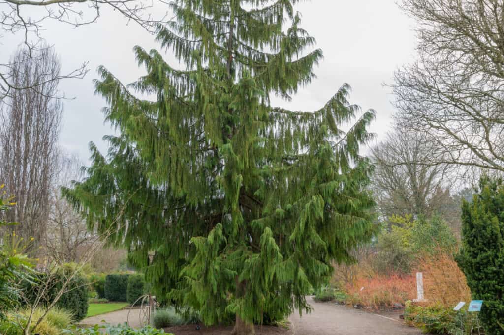 types of cypress trees