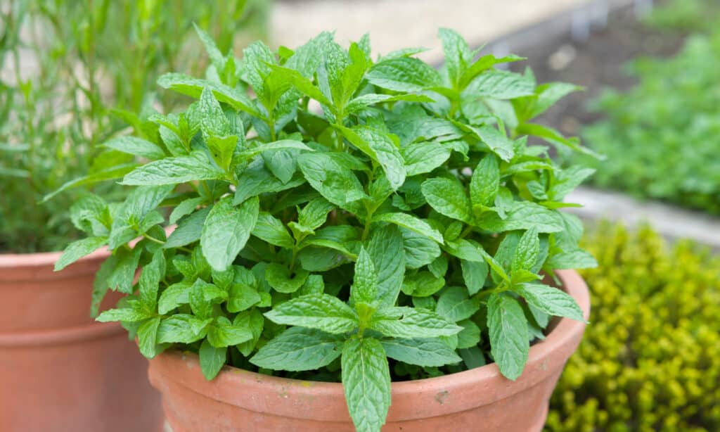 Mint is a refreshing herb