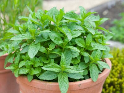 A 11 Reasons Your Mint Plant Keeps Dying (and How to Revive It)