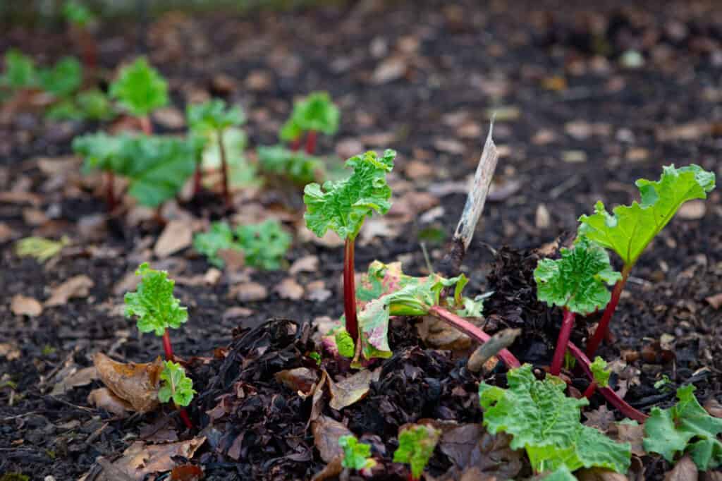 Rhubarb Seeds