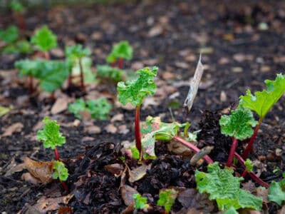 A 5 Vegetables to Plant in January