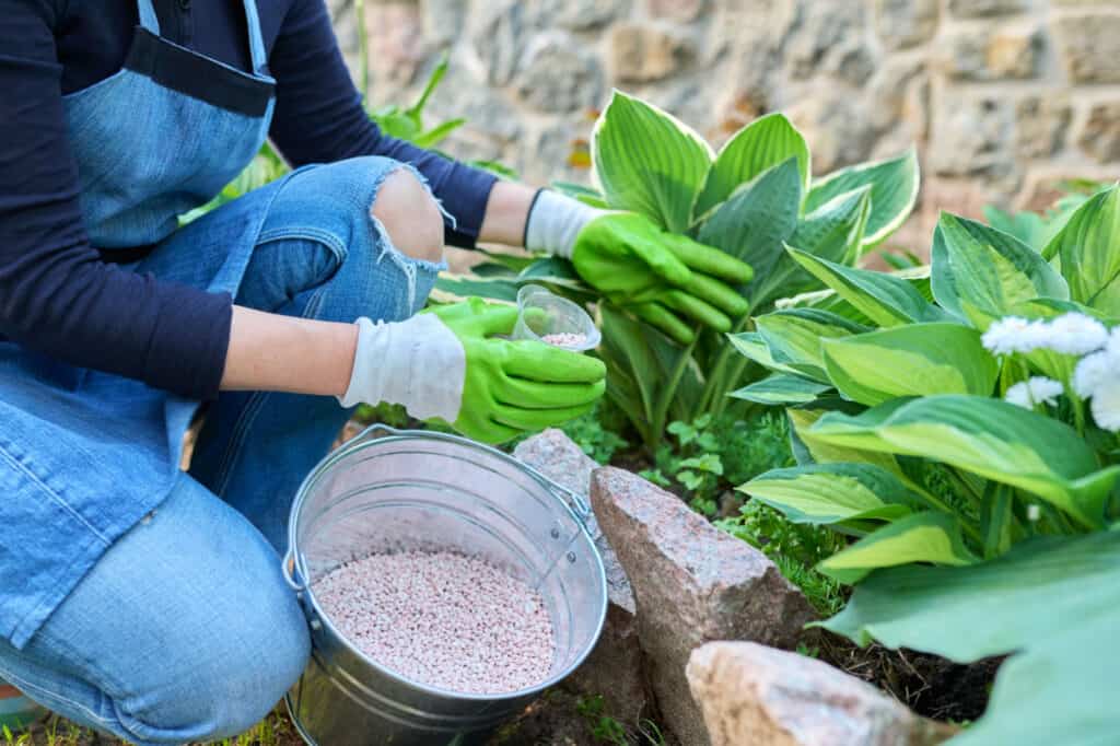 hosta being planted