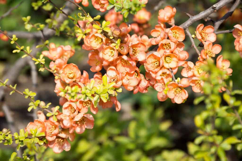 flowering quince closeup