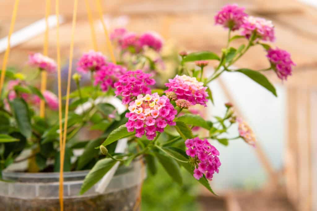 potted lantana plant