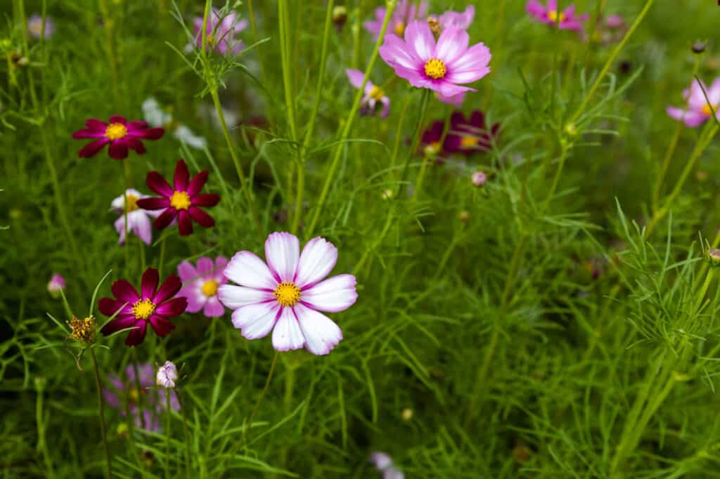 Low maintenance annual flowers: cosmos flowers in garden