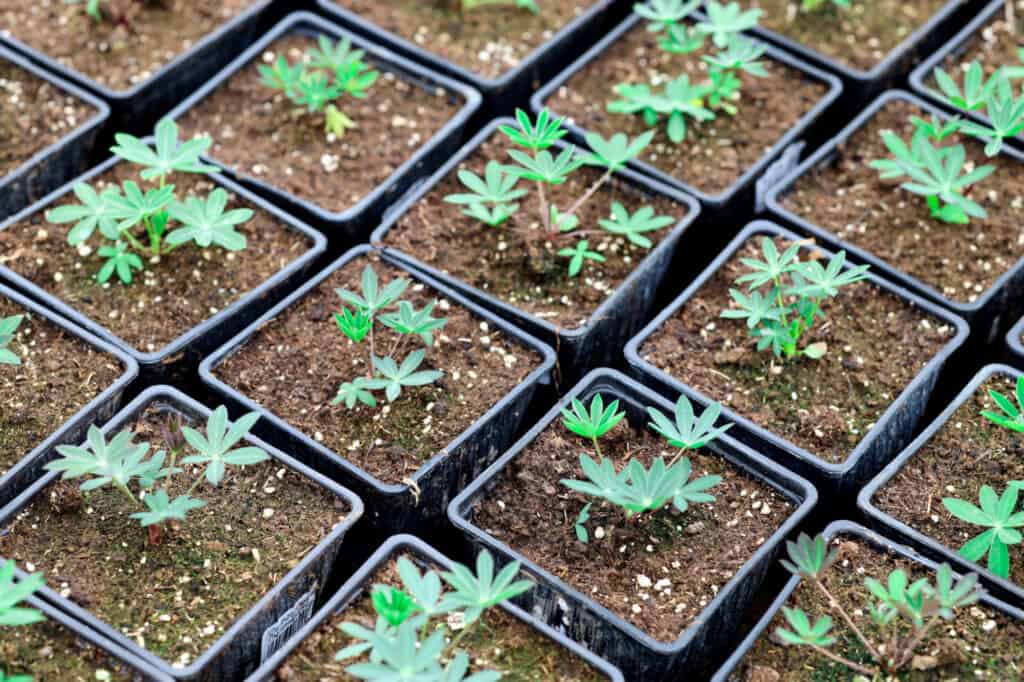 Lupine Seedlings