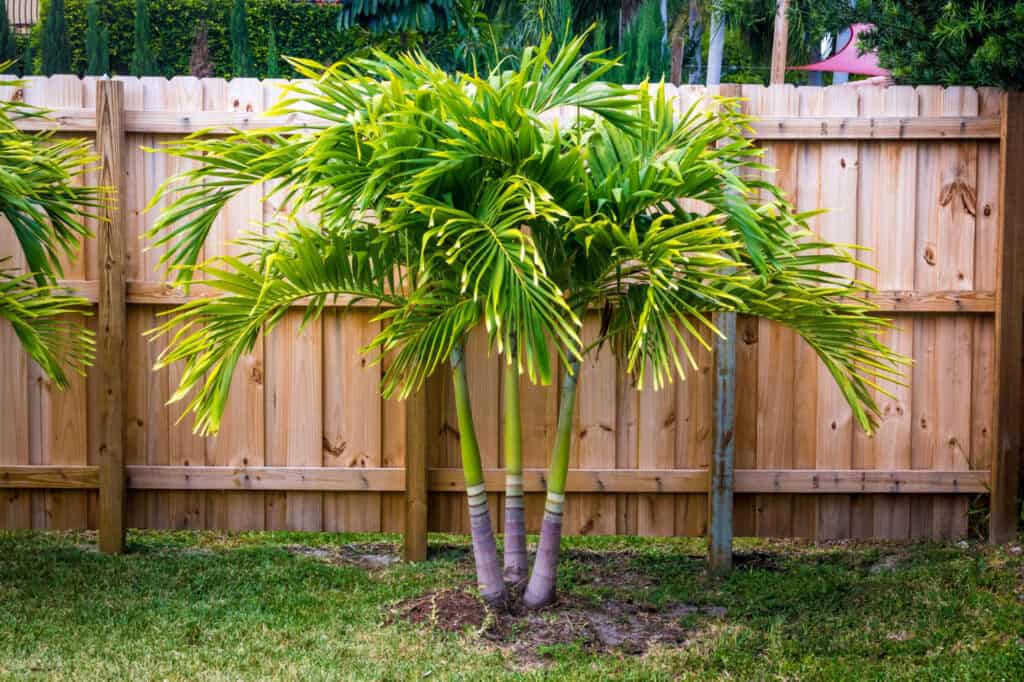 spindle palm in yard